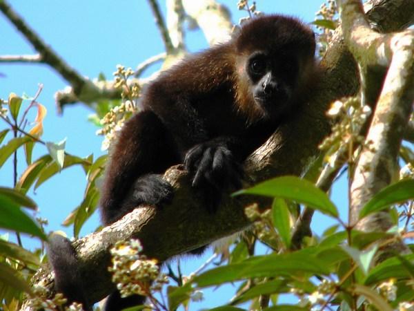 Ometepe: Howler Monkey on Maderas Volcano / Mono Aullador en el Volcán Maderas