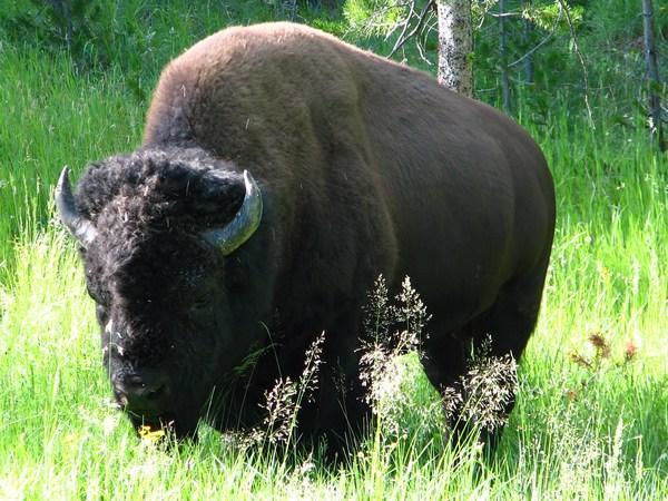 YELLOWSTONE: Bison / Bisonte