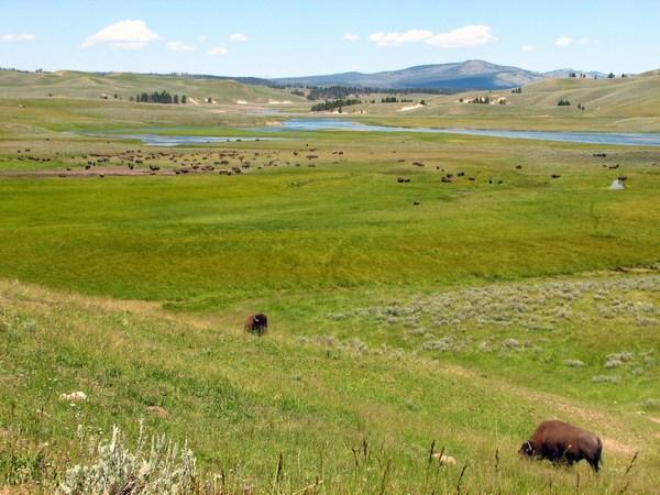 YELLOWSTONE: Grazing Bison in the prairie / Bisontes pastando en las praderas