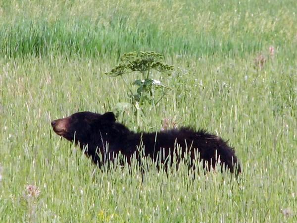 YELLOWSTONE: Same black bear / El mismo oso negro