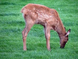 YELLOWSTONE: Baby Deer / Ciervo bebé