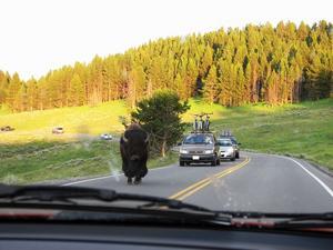 YELLOWSTONE: Bit of a traffic jam / Un pequeño atasco