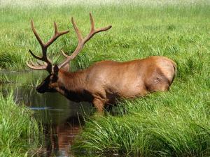 YELLOWSTONE: Elk / Reno