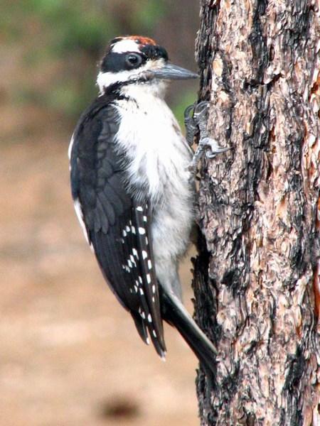 BRYCE CANYON: Woodpecker / Pájaro Carpintero