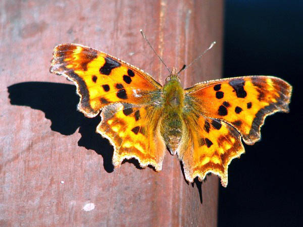 GLACIER PARK: Butterfly soaking up the sun / Mariposa dándose un baño de sol