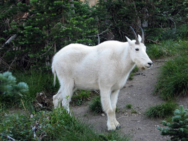 GLACIER PARK: Mountain Goat / Cabra Montesa