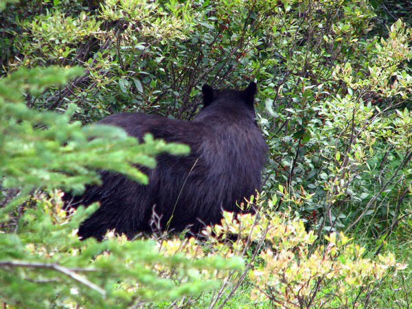 BANFF & JASPER: Huge Black Bear / Enorme Oso Negro