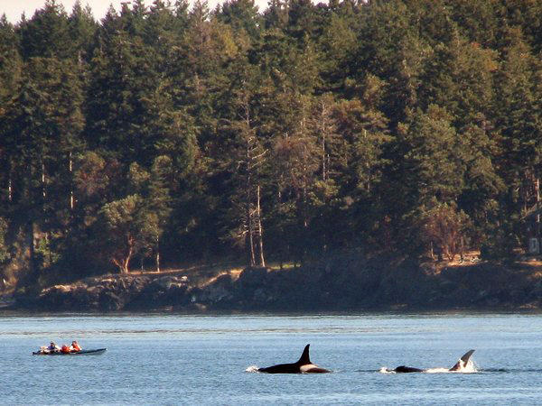 VANCOUVER ISLAND:  Kayaking with the Orcas / Kayaking con las Orcas