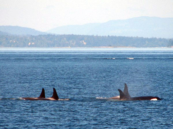 VANCOUVER ISLAND: Orcas