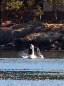 VANCOUVER ISLAND: Orca "breaching"