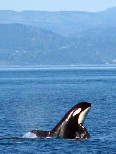 VANCOUVER ISLAND: Orca "spyhopping"