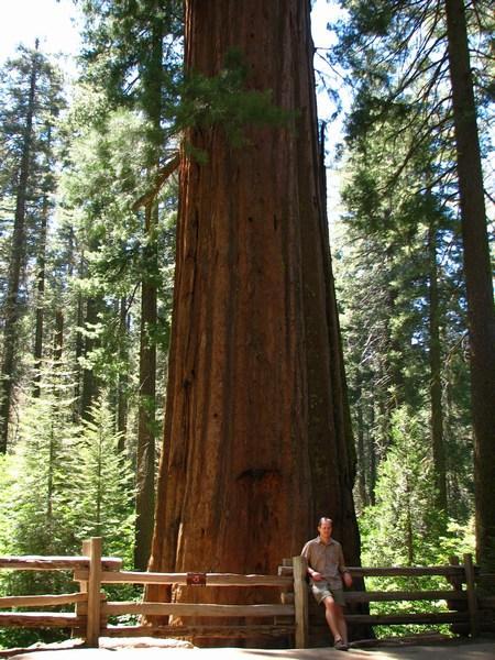 YOSEMITE: Giant Sequoia / Secoya Gigante