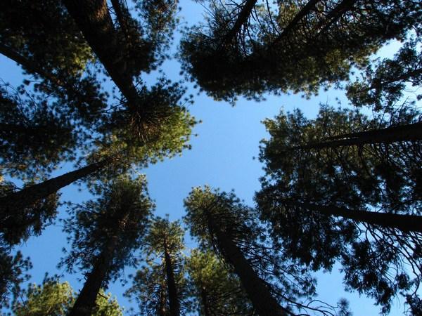 YOSEMITE: Pine Forest / Bosque de Pinos