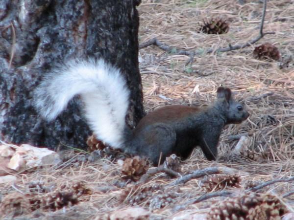 GRAND CANYON; White tailed Squirrel / Ardilla de Cola Blanca