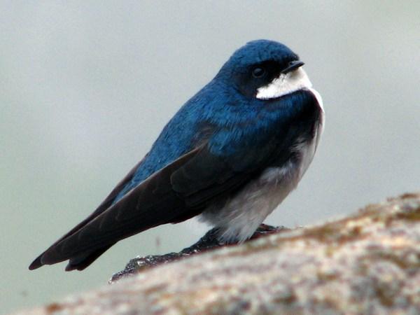 MACHU PICCHU: Blue and White Swallow / Golondrina Azul