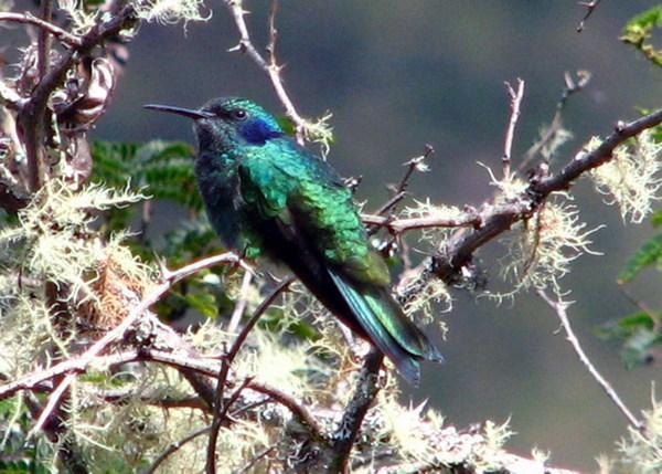 MACHU PICCHU: Hummingbird / Colibrí