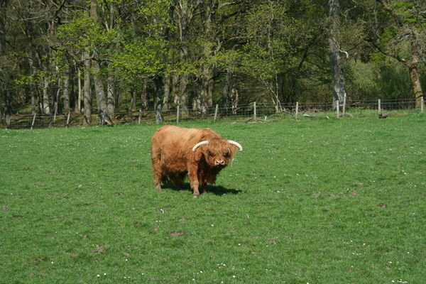La vache ecossaise!