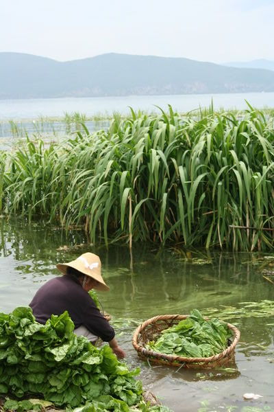 Agriculture maritime au Yunnan