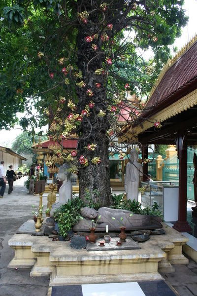 L arbre secret ou l Arbre du Bouddha