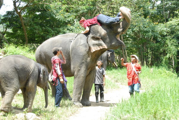 Monter sur l elephant