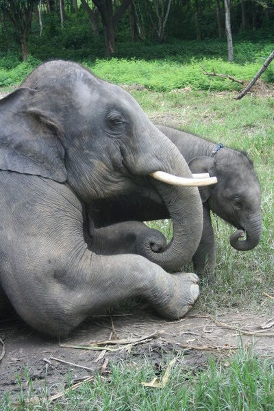 La maman avec son elephanteau!