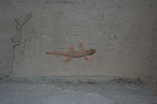Nos amis les geckos