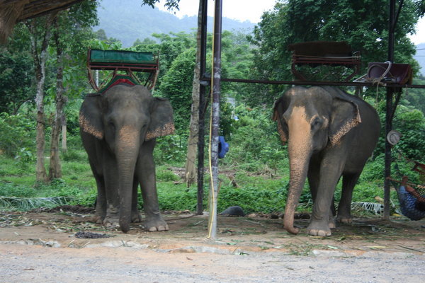 Stationnement a elephants