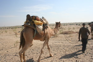 Promenade en chameau!