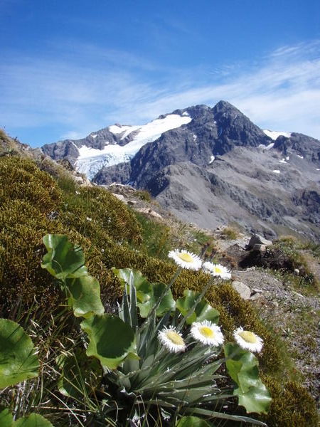 Alpine daisies At Avalanche Peak