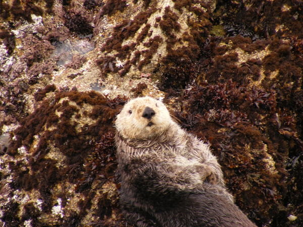 Sea Otter at Monterey