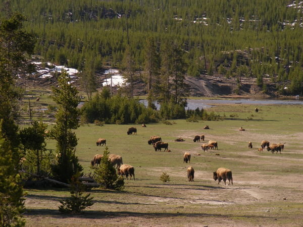 Buffalo Jam in Yellowstone