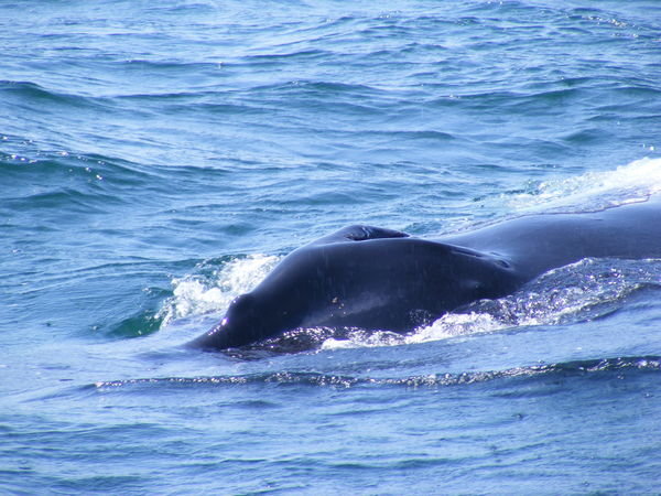 Whale blow hole | Photo