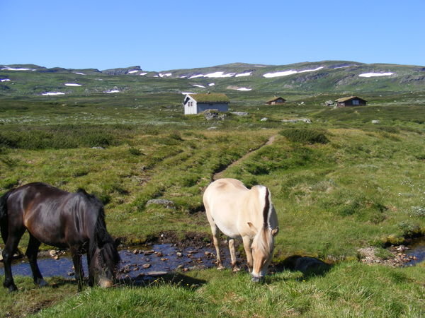 Norse horses