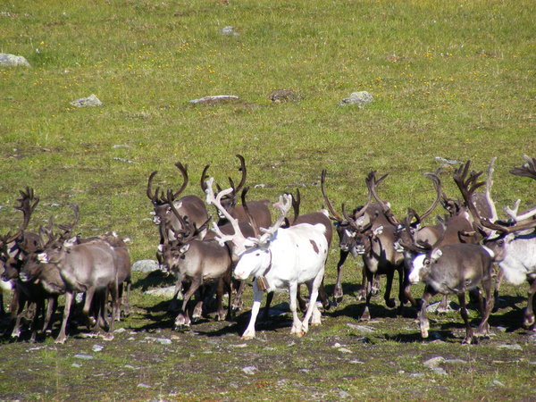Reindeer on Stekenjokk Plateau