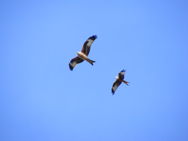Kites over Falsterbo
