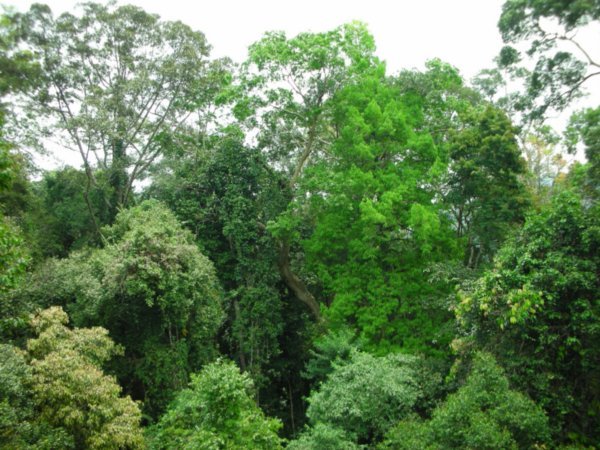 View From Canopy Walkway