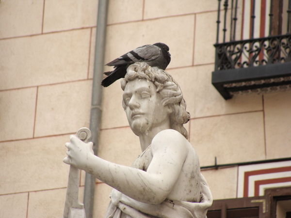 Pigeon on a Statue