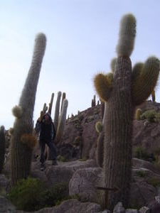 Mae on cactus island...
