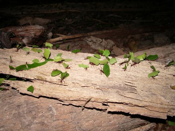 Leaf cutter ants