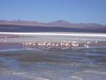 Flamingos on Laguna Colorado