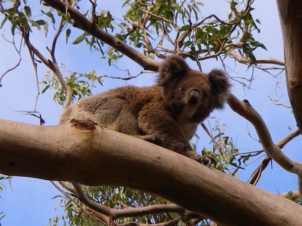 Inquisitive Koala