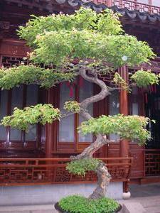 Tree in Yuyuan Gardens