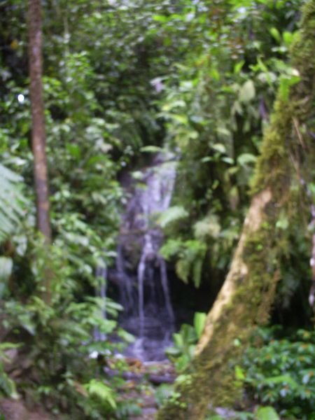 A Waterfall in the cloud forest