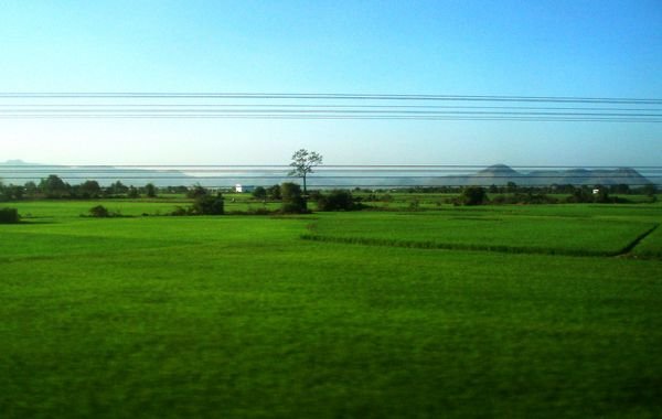 View over rice fields from the train 