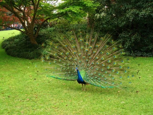 Peacock at the West Lake
