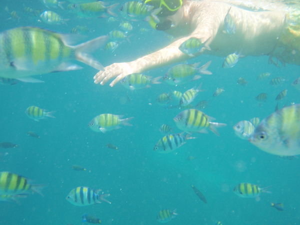 Snorkelling in Phi Phi