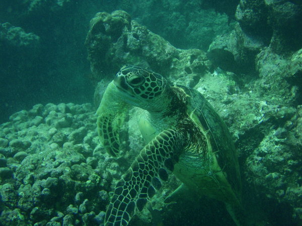 Even More sea turtles