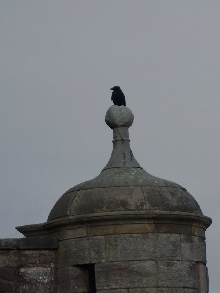 Bird at Stirling Castle