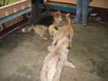dogs playing in the school