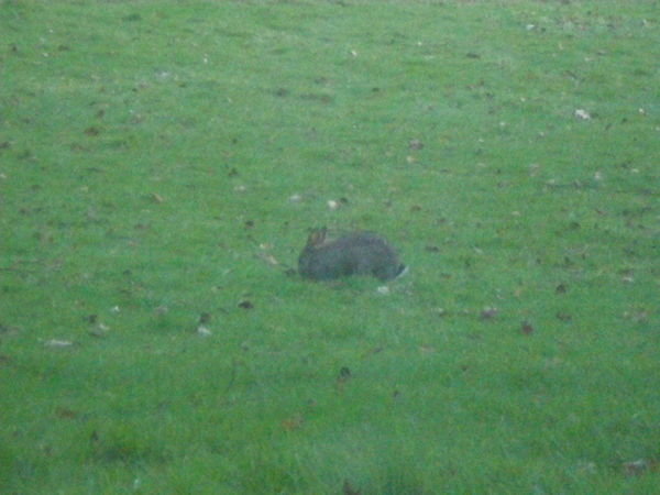 bunnies outside my window